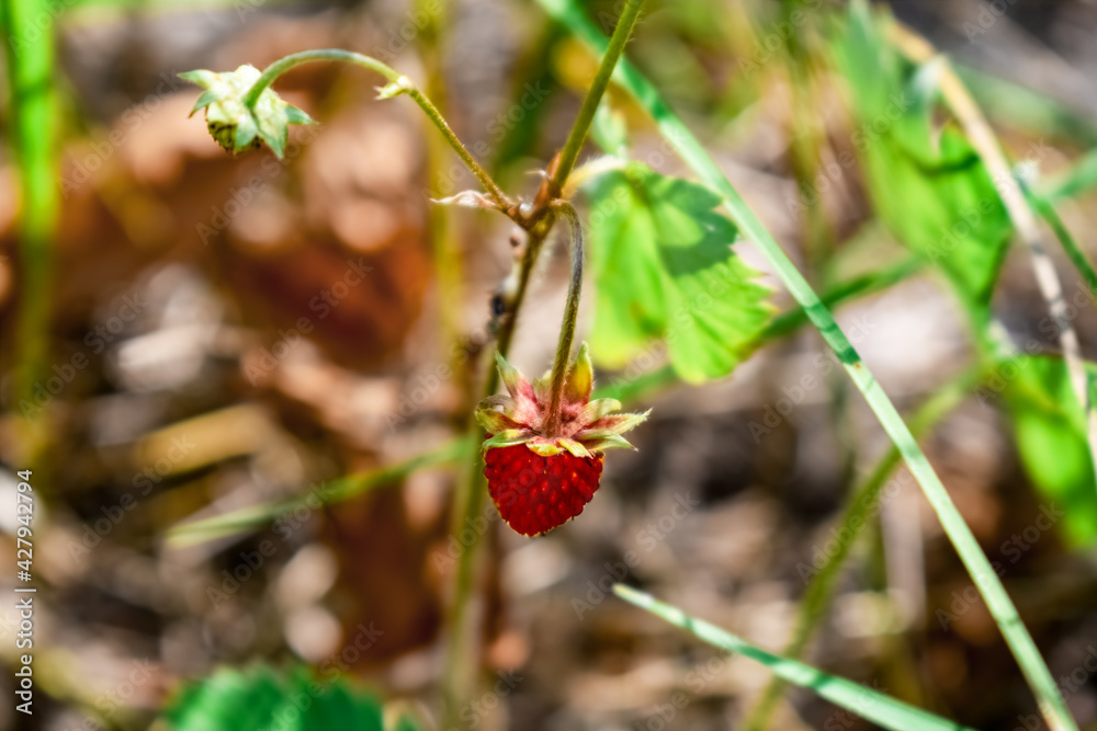 Ripe wild strawberry berry isolated on blurred background of meadow, outdoors. Red juicy sweet fruit. Organic natural raw food with vitamins Ripe wild strawberry berry isolated on blurred background of meadow, outdoors. Red juicy sweet fruit. Organic natural raw food with vitamins