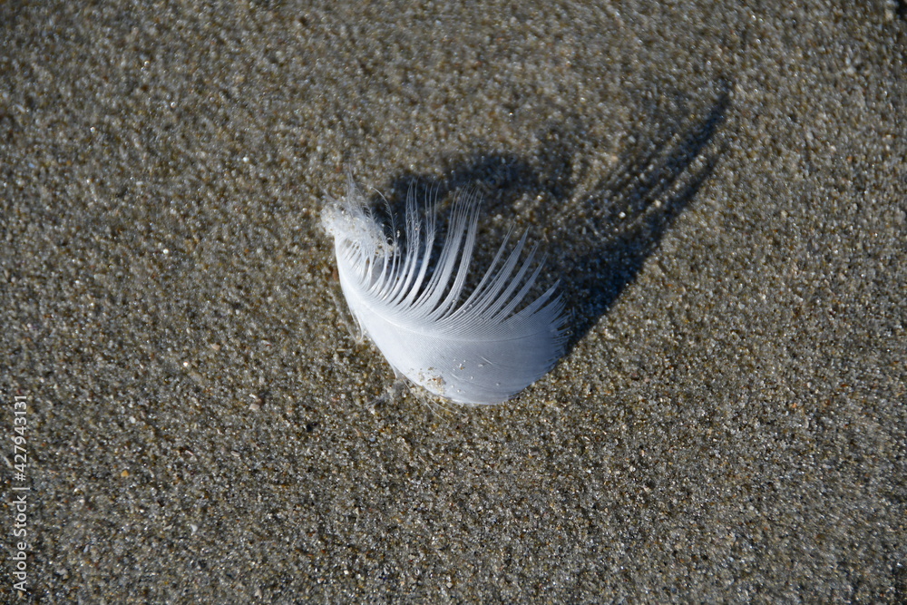 Feder am Strand Feder am Strand