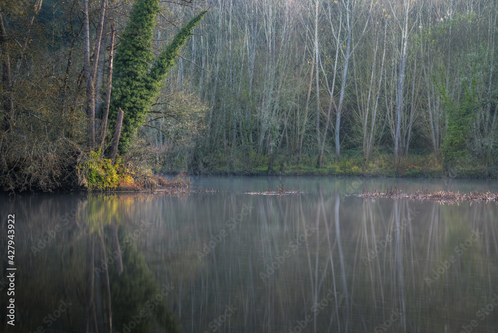 Reflections of a forest of poplars in the river Reflections of a forest of poplars in the river