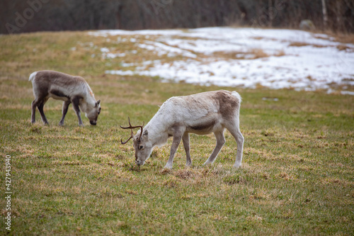 Reindeer in the meadow,Brønnøy,Helgeland,Nordland county,Norway,scandinavia,Europe	