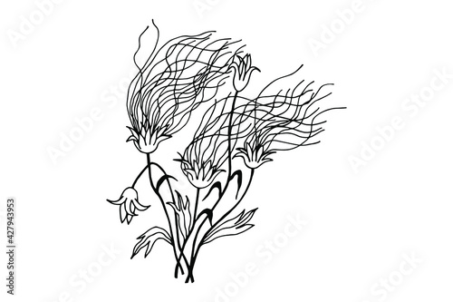 Rose De Saron, Prairie Smoke. Vector stock illustration eps10. Hand drawing, outline. Isolate on a white background. 