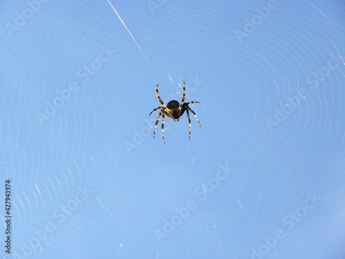 Spinne im Netz