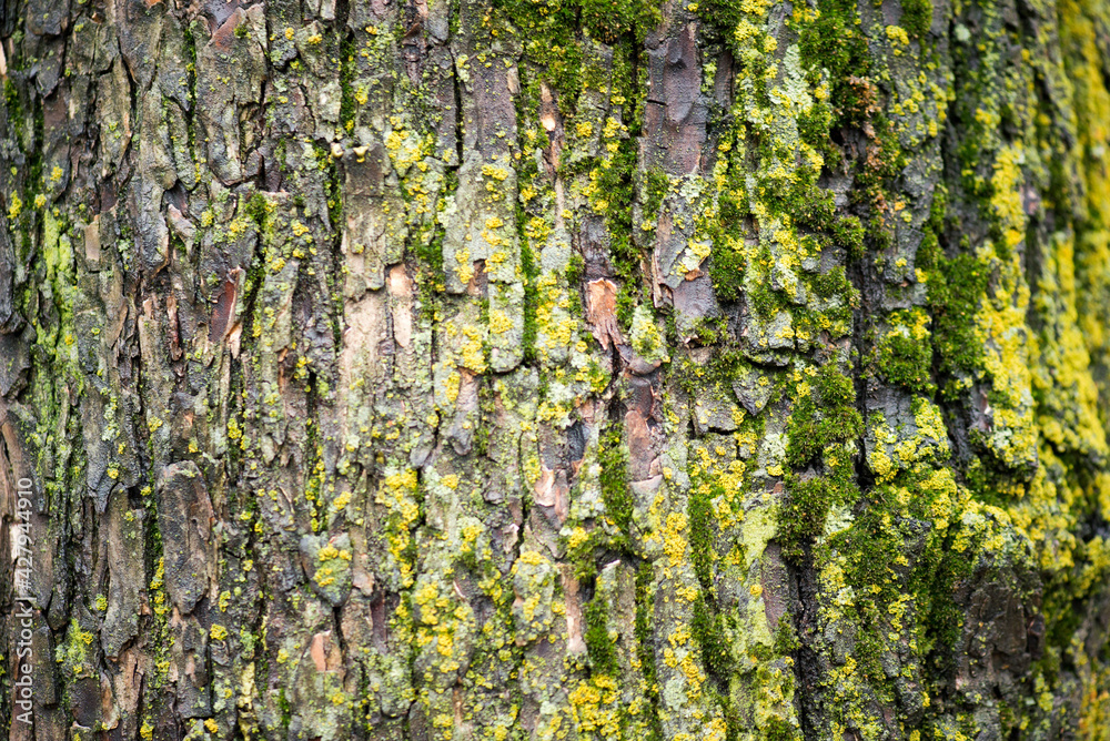 Obraz premium moss on tree bark texture in spring