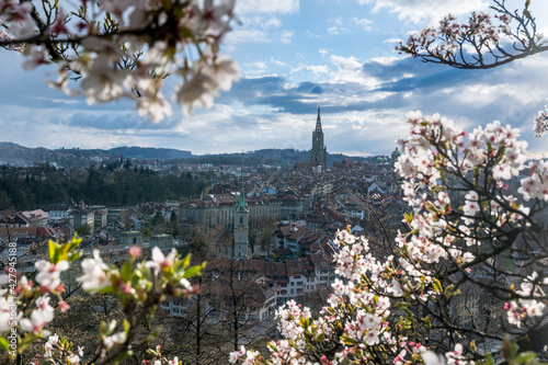oldtown of Bern during cherry blossom with Berner Münster