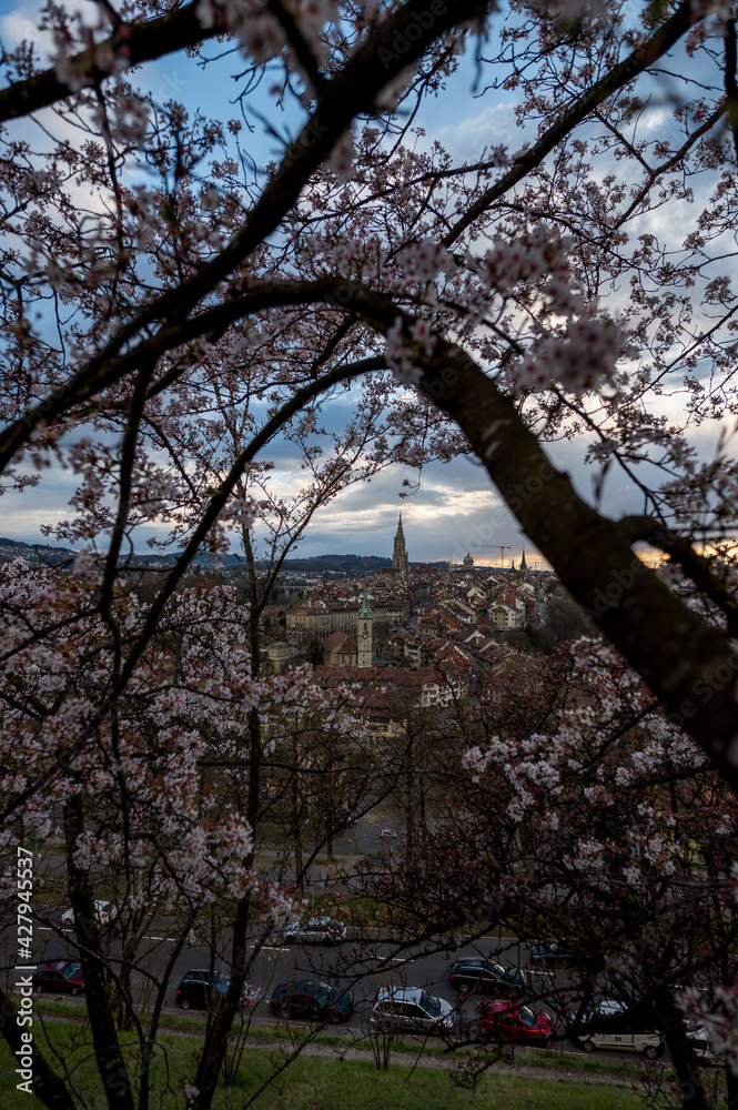 blooming cherry tree in front of the scenic oldtown of Bern, Switzerland blooming cherry tree in front of the scenic oldtown of Bern, Switzerland