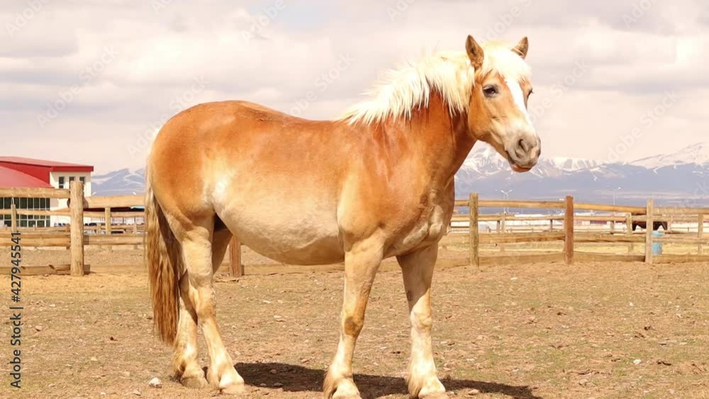Lonely horse, chestnut.
A horse standing looking at me in the field.
Male horse in a fenced field on a sunny day.
Farm animals, horses paddock
Love animal.
Beautiful pets.
cute pet
Lonely horse, chestnut.
A horse standing looking at me in the field.
Male horse in a fenced field on a sunny day.
Farm animals, horses paddock
Love animal.
Beautiful pets.
cute pet