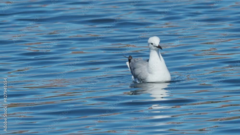 4K telephoto close-up of a Seagull swimming alone on a lake in Cape Town, South Africa. 4K telephoto close-up of a Seagull swimming alone on a lake in Cape Town, South Africa.