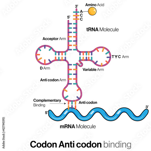 illustration of tRNA and mRNA binding using codon anticodon principle or complementary base pairing or wobble hypothesis,  photo