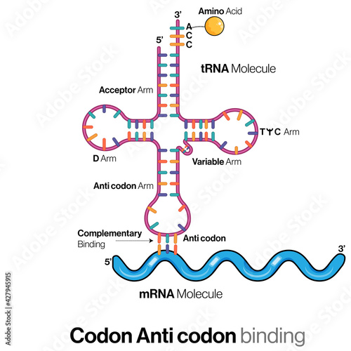 illustration of tRNA and mRNA binding using codon anticodon principle or complementary base pairing or wobble hypothesis, 