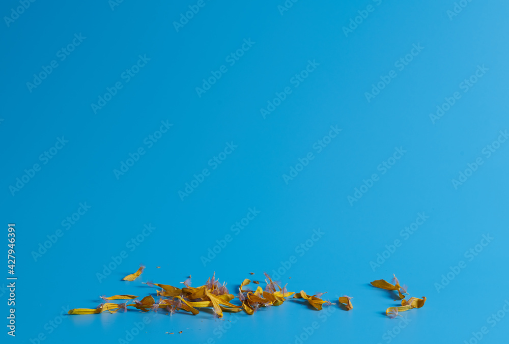 yellow dry petals lie on a blue background yellow dry petals lie on a blue background