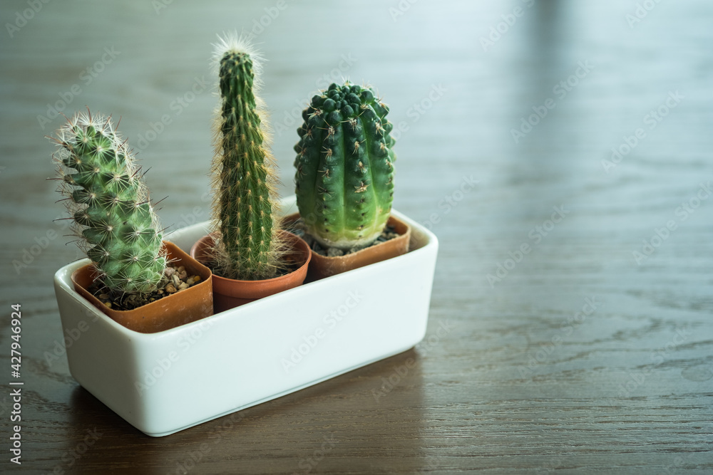 Florarium vase with cactuses in white pots on wood table Florarium vase with cactuses in white pots on wood table