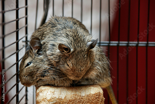 degus in a cage photo