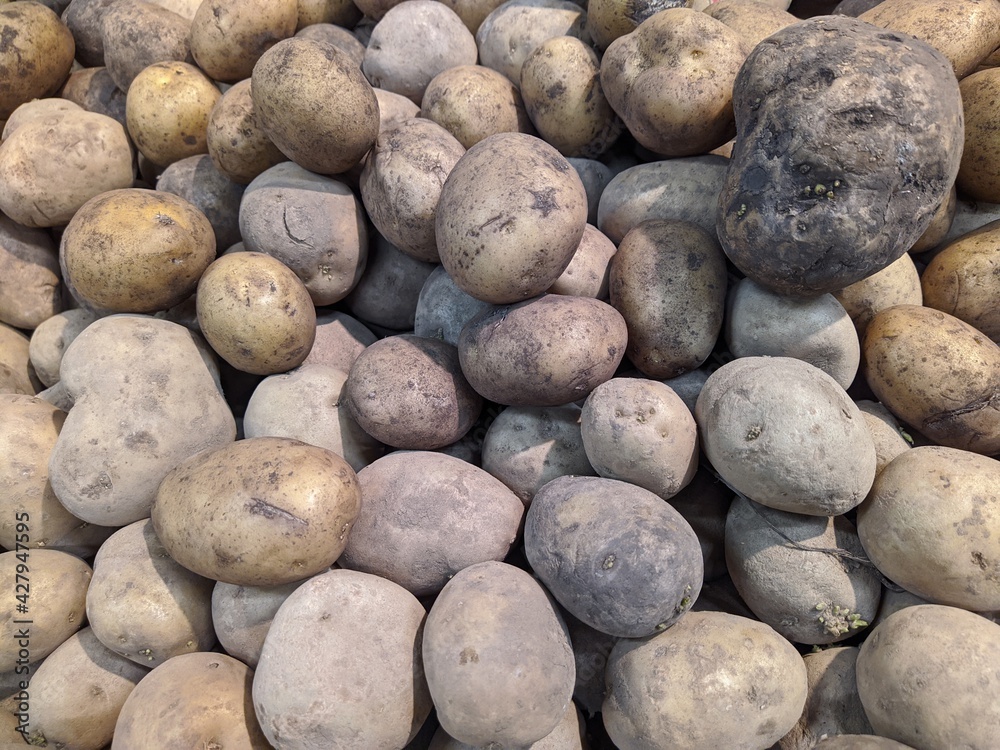 lot of potatoes in the market closeup photo lot of potatoes in the market closeup photo