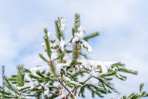 Top of fir tree covered by snow. Vancouver. Canada.