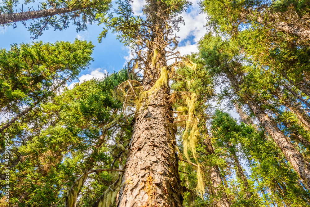 Fototapeta premium Beautiful golden summer fir forest with brown bark.