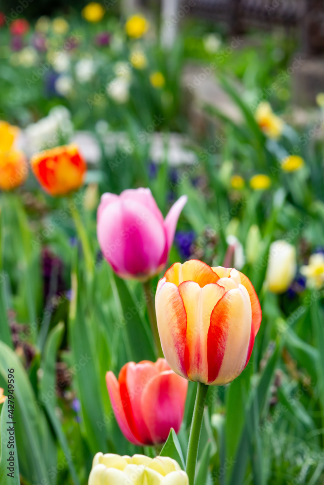 Fototapeta premium Bright, Multicolor Tulips in a Spring Flower Bed
