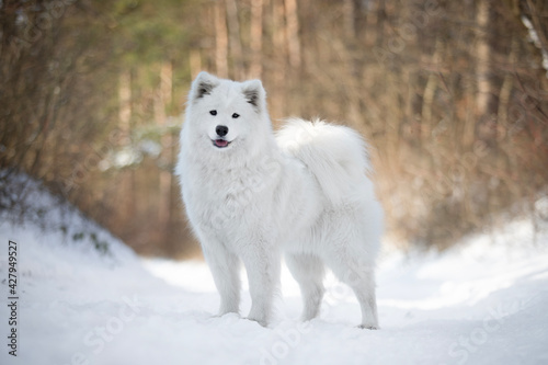 white samoyed dog in snow