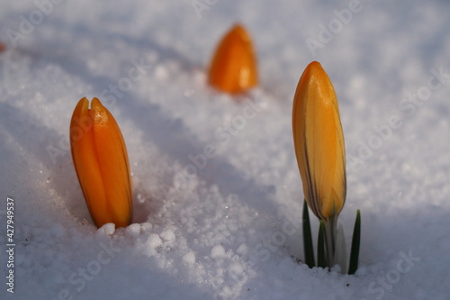 Crocus Orange Monarch - Crocus Chrysanthus. Orange spring flower in the snow. photo