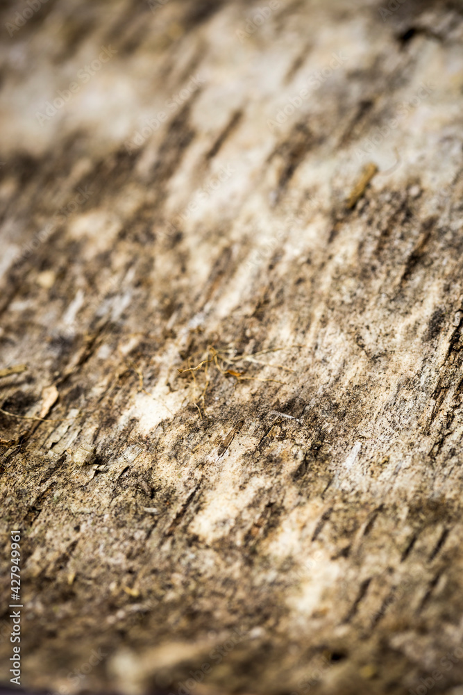 Vertical closeup view of an elegant smooth tree bark background, photographed with soft light, and shallow depth of field Vertical closeup view of an elegant smooth tree bark background, photographed with soft light, and shallow depth of field