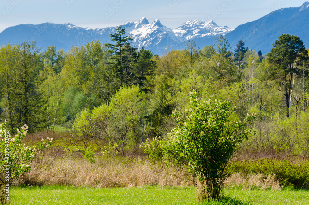 Trail through lush green forest with snow mountain at background in Deer Lake Park, Vancouver, Canada. Trail through lush green forest with snow mountain at background in Deer Lake Park, Vancouver, Canada.