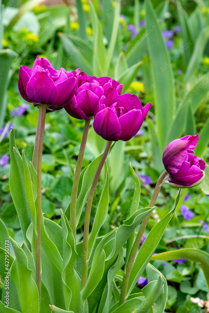 Naklejka premium Purple Spring Tulips