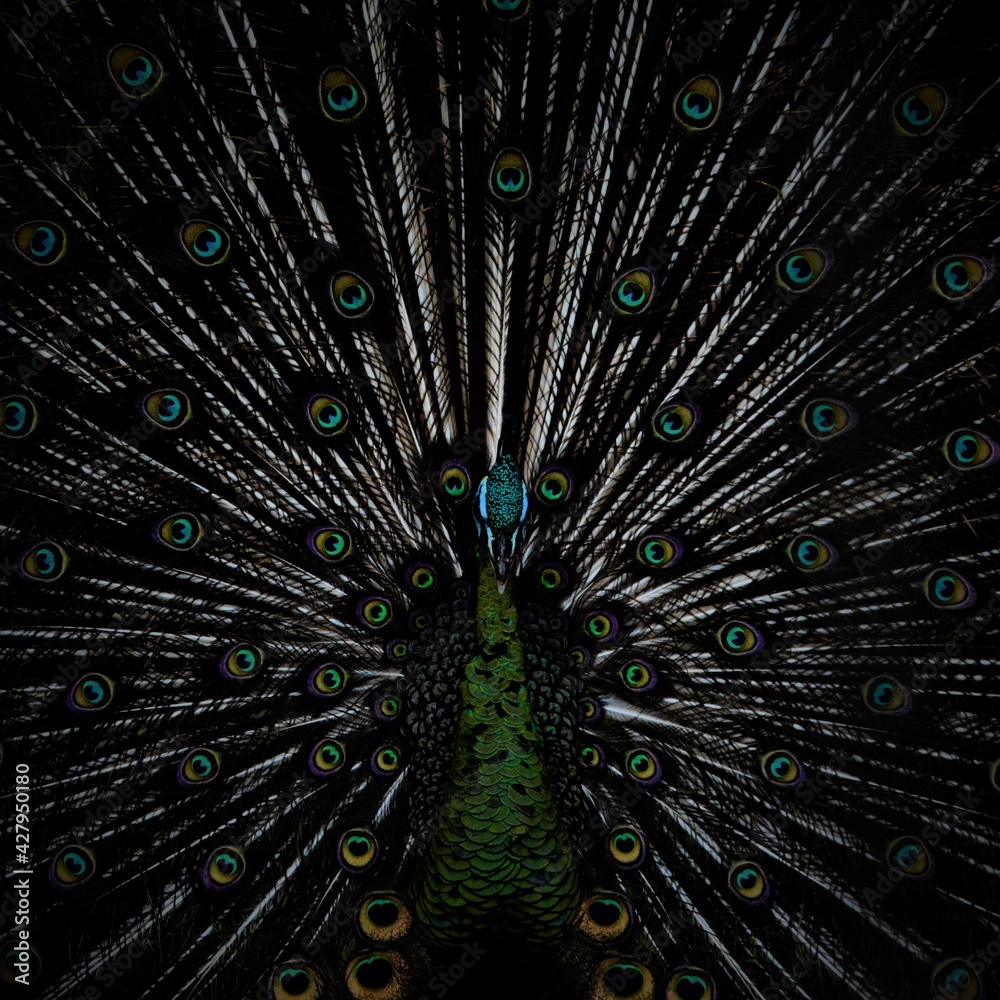 Obraz premium a male peacock in bloom