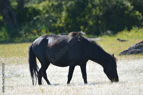 Il cavallino della Giara  acheta  akk  tta  cuaddeddu in lingua sarda     una razza endemica della Sardegna  confinata nell altopiano della Giara di Gesturi