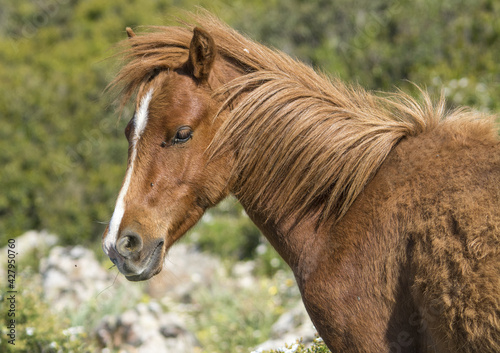 Il cavallino della Giara (acheta, akkètta, cuaddeddu in lingua sarda) è una razza endemica della Sardegna, confinata nell'altopiano della Giara di Gesturi