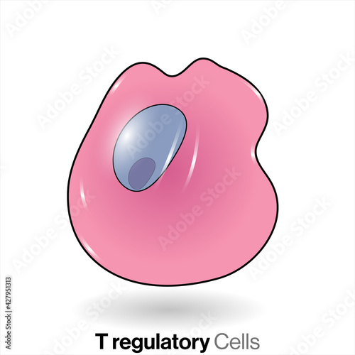 Illustration of T regulatory cell lymphocyte. 