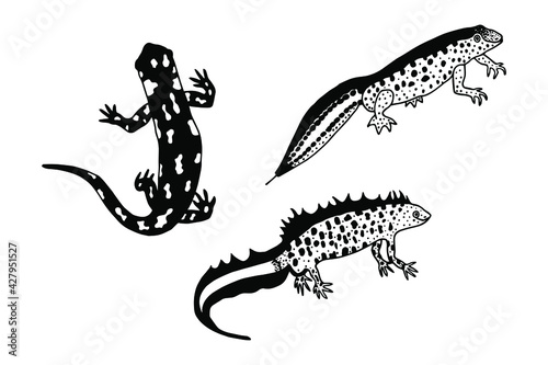 Spotted Salamander, Filamentous Newt, Crested Newt. Vector stock illustration eps10. Hand drawing, outline. Isolate on a white background. 