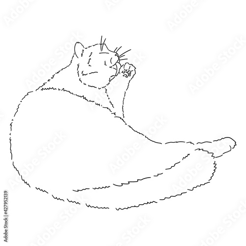 Drawing of a cute lying cat licking its paw. Black and white illustration of an animal. Realistic image of an animal. Stock vector illustration. Linear style. Fluffy animal