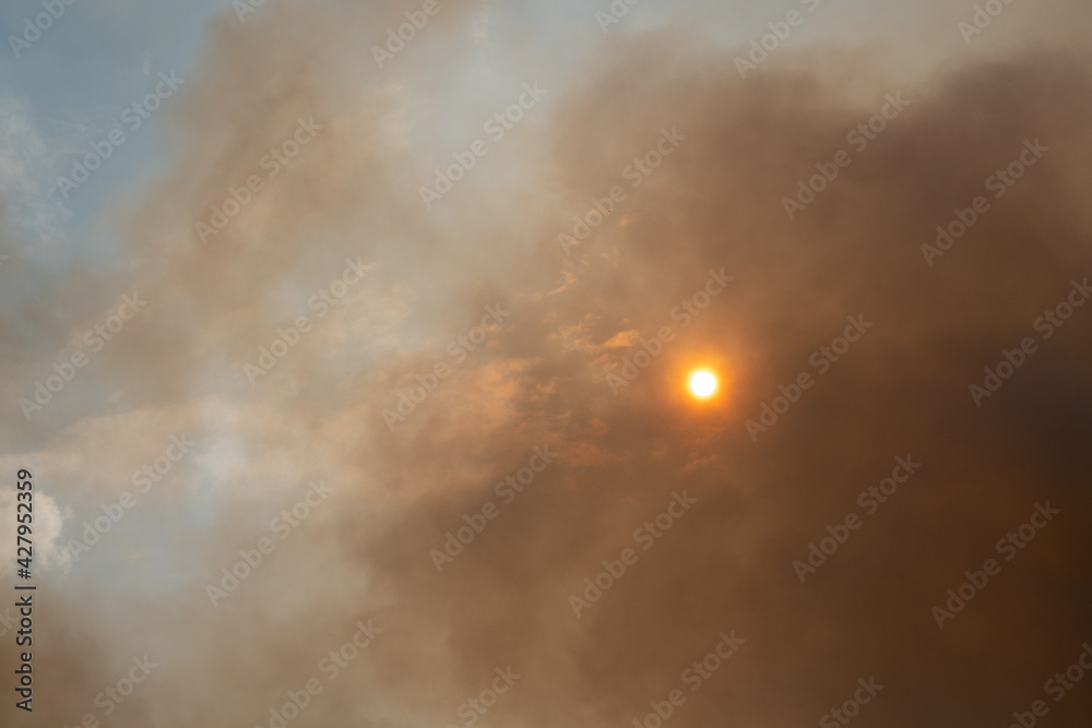 Forest fire burning, Wildfire close up at day time