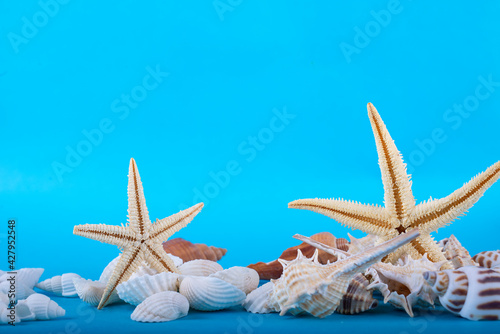 Seashells on a blue background, beach photo
