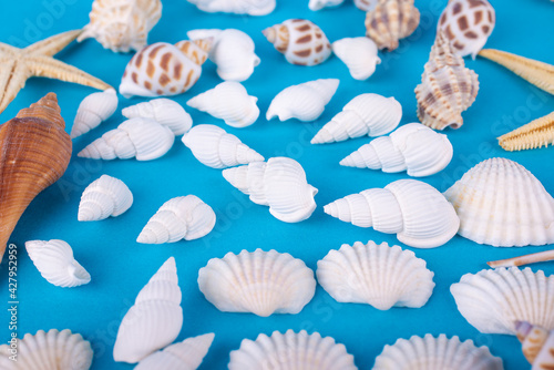 Seashells on a blue background, beach photo