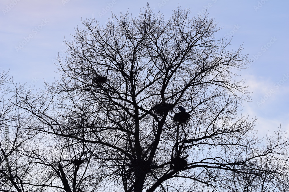 Herons nests with herons in a treetop Herons nests with herons in a treetop