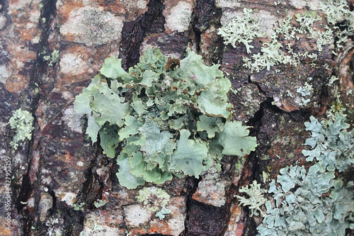 Platismatia glauca, commonly known as ragbag lichen or varied rag lichen photo