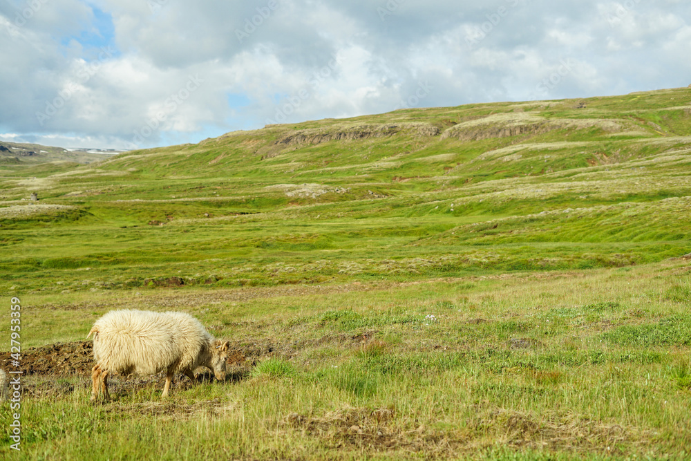 Idyllic landscape of sheep eating grass in the wilderness