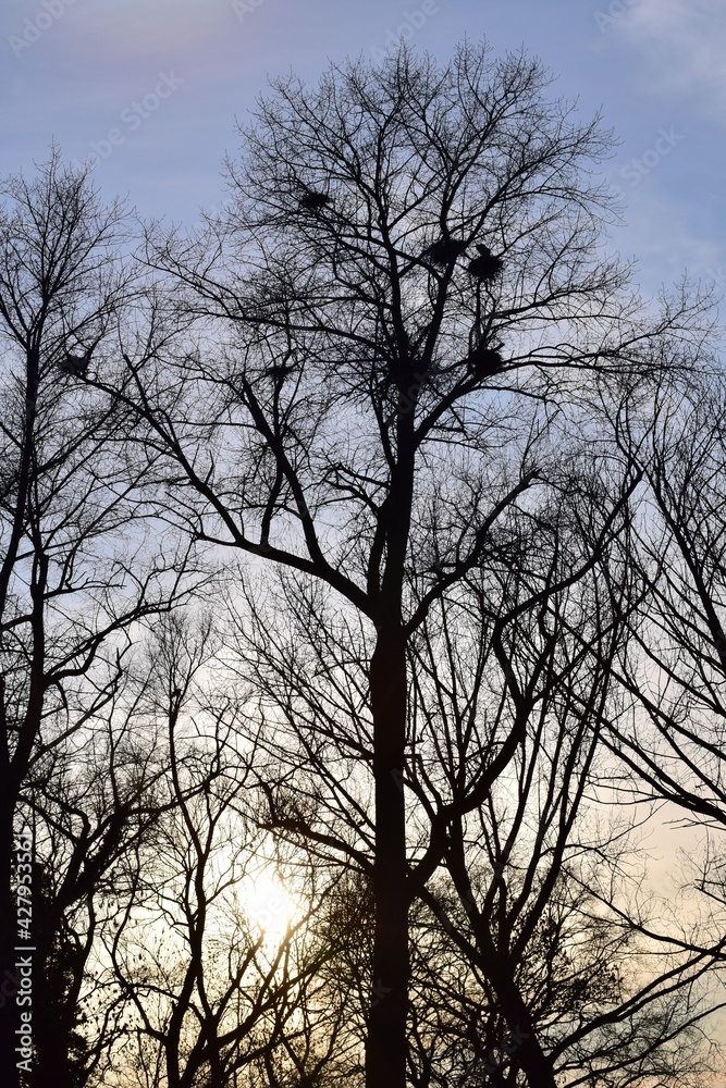 Herons nests with herons in a treetop Herons nests with herons in a treetop