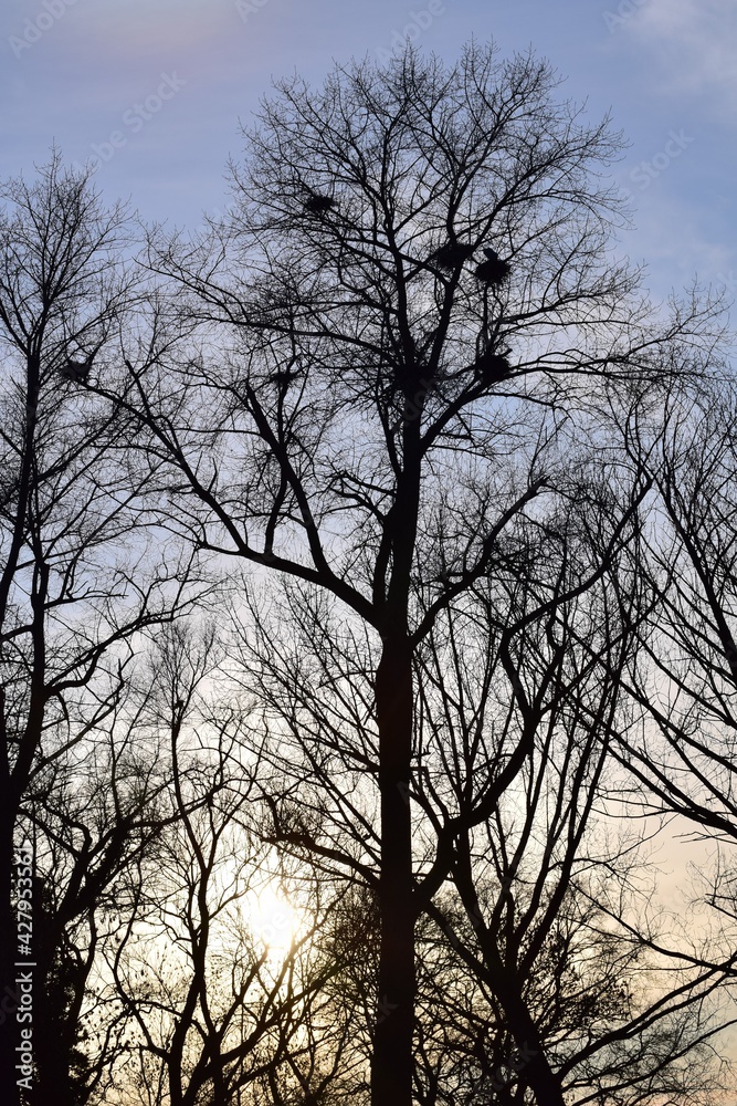 Herons nests with herons in a treetop