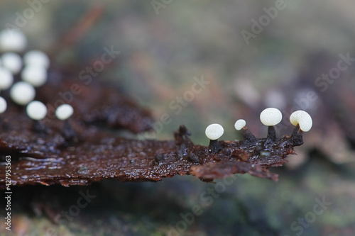 Didymium melanospermum, a slime mold growing on sphagnum moss in Finland photo