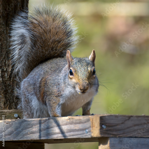 Grey Squirrel (Sciurus carolinensis) eating seed from a wooden table