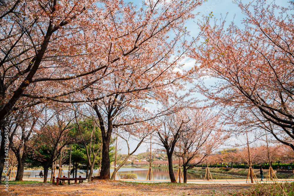 Hwarang Recreation Area park at spring in Ansan, Korea Hwarang Recreation Area park at spring in Ansan, Korea