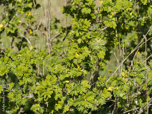 Caragana arborescens | Caraganier de Sibérie ou acacia jaune. Arbuste épineux à feuilles pennées, ovales et a fleurs jaunes printanière photo