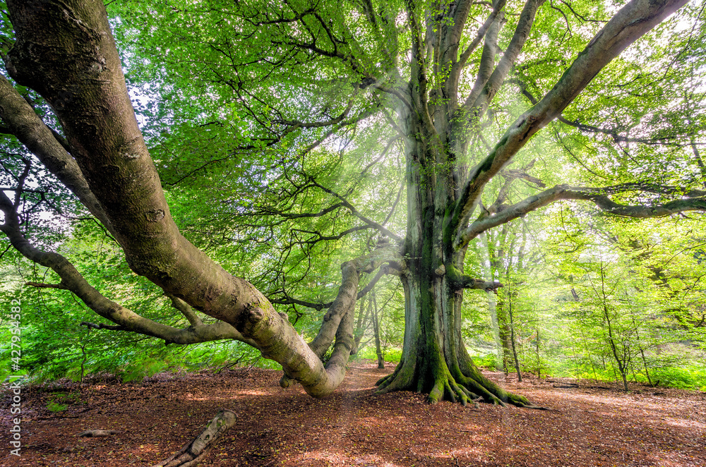 Fototapeta premium Alte urige Buche mit riesigem Ast im Urwald Sababurg, Deutschland