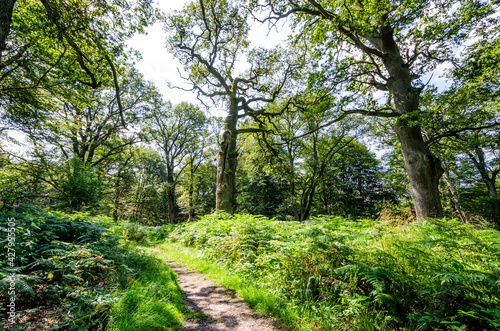 Waldlichtung mit Wanderpfad und knorrigen Eichen