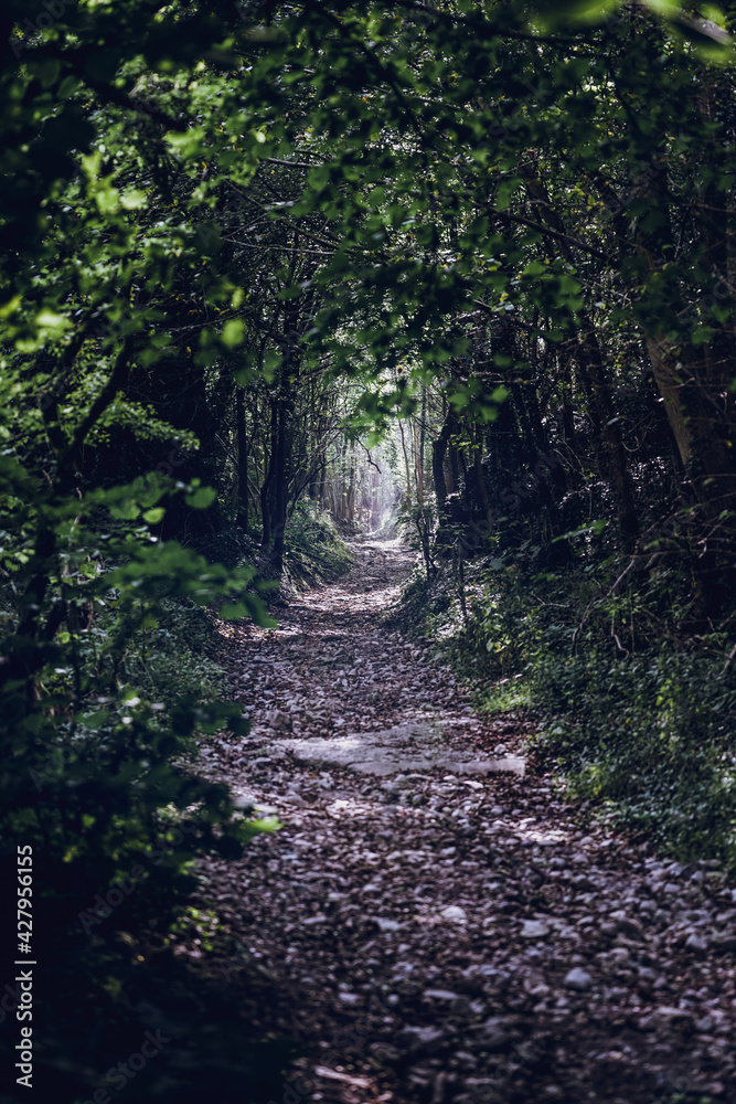 Obraz premium path through green forest 