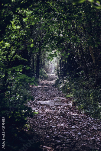 path through green forest 