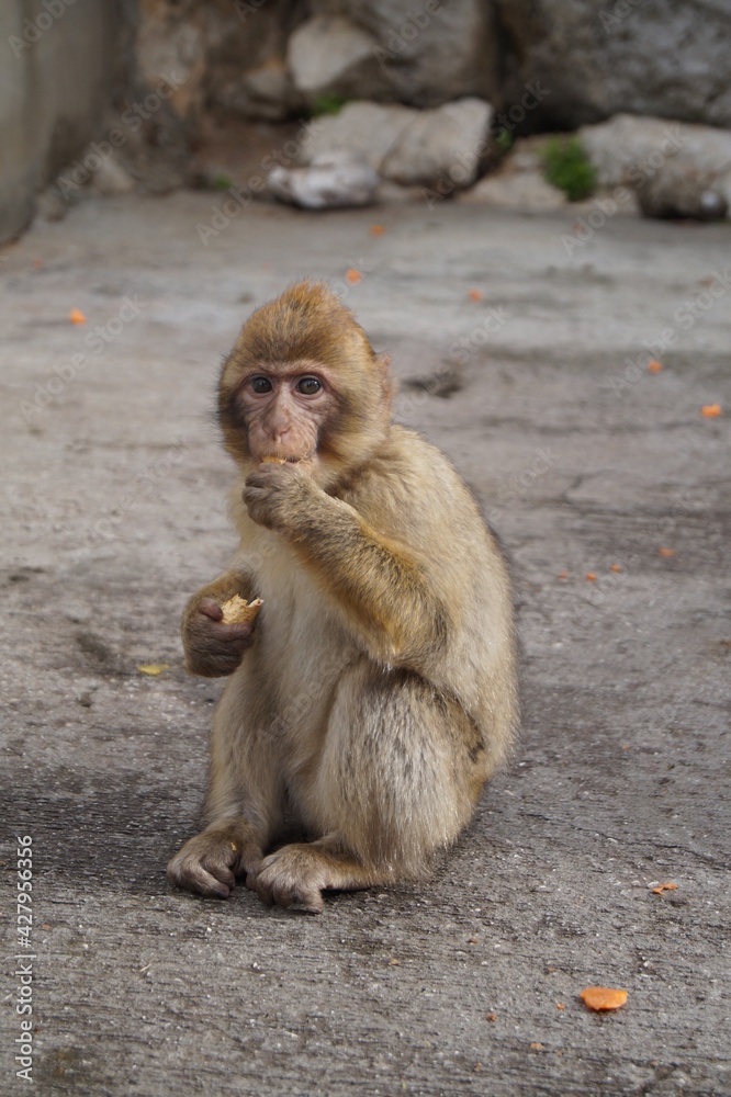 Singe Gibraltar