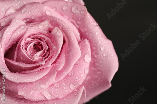 Beautiful pink rose flower with water drops on black background, closeup