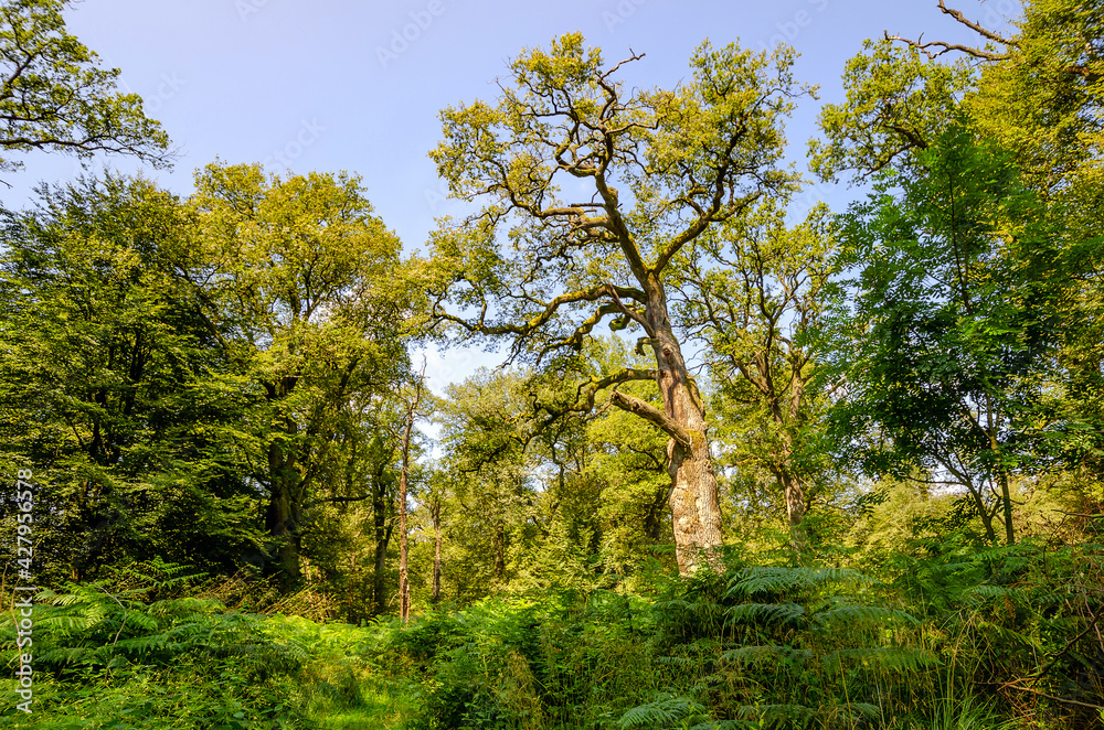 Alte knorrige Eichen, Urwald Sababurg - Deutschland Alte knorrige Eichen, Urwald Sababurg - Deutschland